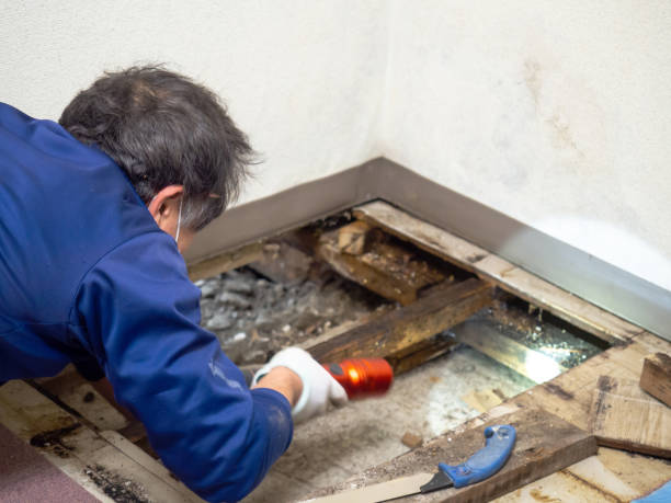 Reliable Simpsonville, SC Mold Removal Solutions