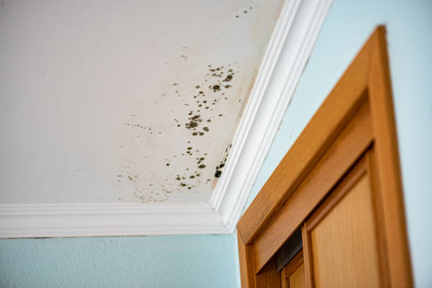 Best Mold Removal Near Me  in Simpsonville, SC