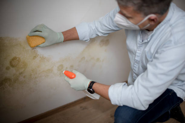 Best Residential Mold Removal  in Simpsonville, SC
