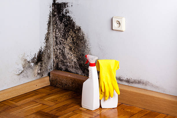 Home Mold Removal in Simpsonville, SC