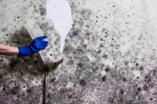 Best Crawl Space Mold Removal  in Simpsonville, SC