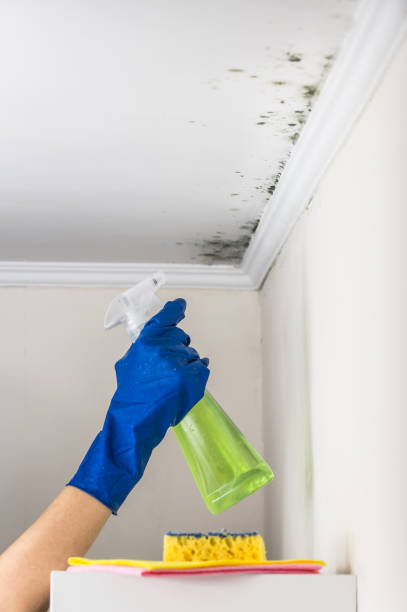 Mold Testing and Removal in Simpsonville, SC