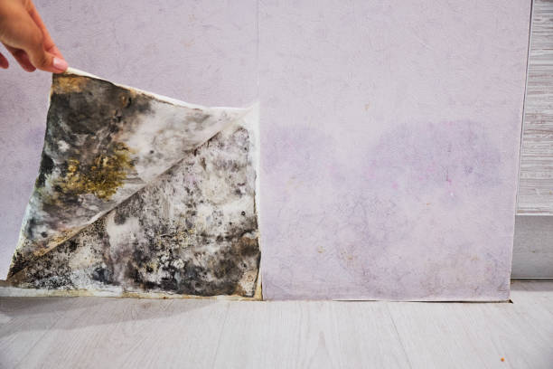 Certified Mold Removal in Simpsonville, SC